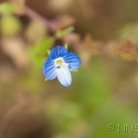 Common Field-speedwell